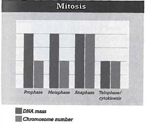 INTERPRETING GRAPHICS: The graph below shows the relative mass of DNA and chromosome number for a cell undergoing mitosis. Use the graph to answer the questions that follow.   What process occurs that leads to the decrease in the cell's DNA mass? F) prophase G) metaphase H) anaphase J) telophase/cytokinesis