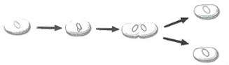INTERPRETING GRAPHICS: The diagram below shows a model of cell division. Use the diagram to answer the question that follows.   Which type of cell division is shown in the diagram? F) mitosis G) meiqsis H) binary fission J) sexual reproduction