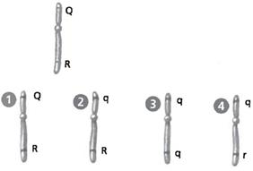 INTERPRETING GRAPHICS: Use the diagrams of chromosomes below to answer the question that follows. The single chromosome below has two genes; both of which carry a dominant allele Q and R.   Homologous chromosomes are chromosomes that carry genes for the same characteristics, such as eye color or hair color. Which of the chromosomes in the bottom row could not be the homologous chromosome for the single chromosome in the top row? F) 1 G) 2 H) 3 J) 4
