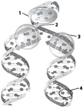 DIRECTIONS: The model below represents a DNA molecule undergoing DNA replication. Use the model to answer the question that follows.   Which part of the model represents DNA helicase? F) 1 G) 2 H) 3 J) 4