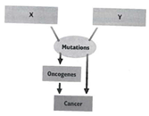 INTERPRETING GRAPHICS: The diagram below shows how mutations in certain genes can lead to cancer. Use the diagram to answer the questions that follow.   What does X represent? F) mutagens G) carcinogens H) proto-oncogenes J) tumor-suppressor genes