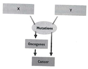 INTERPRETING GRAPHICS: The diagram below shows how mutations in certain genes can lead to cancer. Use the diagram to answer the questions that follow.   What does Y represent? A) mutagens B) carcinogens C) proto-oncogenes D) tumor-suppressor genes