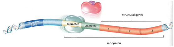 Interpreting Graphics Study the diagram of the lac operon shown below. A. Describe the role of the following elements shown in the diagram: promoter, operator, and structural genes. b. What does it mean to say that an operon is turned on? c. Is the operon turned on in the diagram shown below?   
