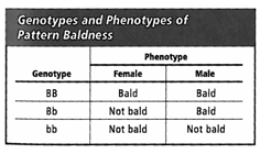 INTERPRETING GRAPHICS: The table below shows the genotypes and phenotypes of pattern baldness. Use the table to answer the question that follows.   Which statement best explains why men and women express the Bb genotype differently? A) The trait is polygenic. B) The trait has multiple alleles. C) Pattern baldness is a sex-linked trait. D) Pattern baldness is a sex-influenced trait.