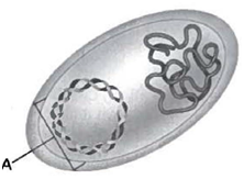 INTERPRETING GRAPHICS: The graphic below shows a bacterial cell. Use the graphic to answer the questions that follow.   Which best describes molecule A? A) It is an insulin gene. B) It is recombinant DNA. C) It is a bacterial plasmid. D) It is a disease-causing virus.