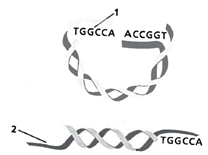 INTERPRETING GRAPHICS: The diagram below is of two pieces of DNA that were cut with the same restriction enzyme. Use the diagram to answer the question that follows. Which nucleotide sequence must the sticky end labeled 2 have if it is to bond with the sticky end labeled 1? F) UGGCCU G) TCCGGA H) ACCGGT J) CTTAAG