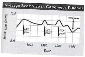 INTERPRETING GRAPHICS: The graph below shows the variation in average beak size in a group of finches in the Galapagos Islands over time. These finches eat mostly seeds. Use the graph to answer the question that follows.   Beak size in these finches is correlated to the size of seeds they can eat. What can be inferred from the graph? F) In wet years, the finches that survive are mostly those that can eat larger seeds. G) In dry years, the finches that survive are mostly those that can eat larger seeds. H) In all years, the finches that survive are mostly those that can eat larger seeds. J) In all years, the finches that survive are mostly those that can eat smaller seeds.
