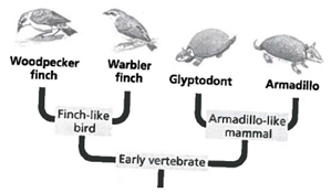 INTERPRETING GRAPHICS: The diagram below shows possible evolutionary relationships between some organisms. Use the diagram to answer the question that follows.   What does the diagram imply about warbler finches and armadillos? F) They are unrelated. G) They are equally related to glyptodonts. H) They share a common ancestor. J) They did not evolve from older forms of life.