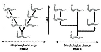INTERPRETING GRAPHICS: The illustration below shows two contrasting models for rates of speciation. Use the illustration to answer the questions that follow. Which model of speciation rates is illustrated by model A in the graph? F) gradualism G) sexual selection H) disruptive selection J) punctuated equilibrium