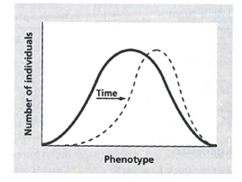 INTERPRETING GRAPHICS: The illustration below shows the occurrence of variations in a particular characteristic within a population. The dark line represents an earlier point in time than the dashed line. Use the illustration to answer the question that follows. Which type of selection is modeled in the illustration above? A) sexual selection B) disruptive selection C) stabilizing selection D) directional selection