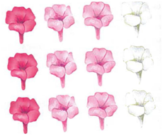 Interpreting Graphics From the illustration of four o'clock flowers shown below, calculate the frequency of the R and r alleles, and state the phenotype frequency.   