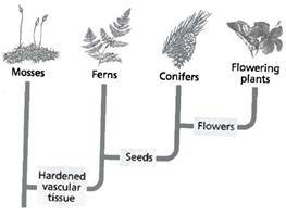 INTERPRETING GRAPIHCS: The cladogram below shows the phylogenetic relationships among four kinds of plants. Use the cladogram to answer the question that follows.   On the basis of this cladogram, which plants share the most recent common ancestor? F) mosses and ferns G) mosses and pine trees H) ferns and flowering plants J) pine trees and flowering plants