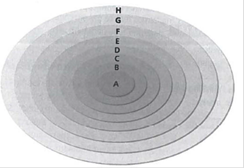 INTERPRETING GRAPIHCS: The diagram below represents the eight levels of classification. Use the diagram to answer the question that follows.   Which level of classification represents a species? F) A G) C H) D J) G