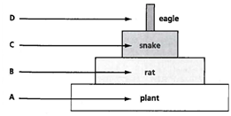 I N TERPRETING GRAPHICS: The illustration below represents a trophic pyramid. Use the illustration to answer the question that follows. What is the term for the kinds of organisms that make up the trophic level labeled C? F) producers G) consumers H) detritivores J) decomposers