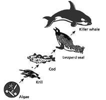 INTERPRETING GRAPHICS: The illustration below represents a food chain. Use the illustration to answer the questions that follow.   What role do the krill have in this food chain? F) They are producers. G) They are consumers. H) They are detritivores. J) They are decomposers.