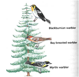 Interpreting Graphics Examine the figure. These three warbler species each feed on insects in spruce trees at the same time. However, each species tends to forage in a different area of the tree.     A. What ecological process is demonstrated by the feeding patterns of these species? b. In some areas, there are five species of warblers that feed in spruce trees. Form a hypothesis about the feeding patterns of the other two species.