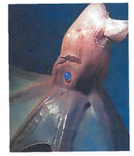Interpreting Graphics The rare species of squid in the photo below has several adaptations for living in very deep water. Explain some of the selective pressures that exist at great depths.