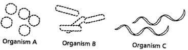 INTERPRETING GRAPHICS: The image below shows different shapes in bacteria. Use the image to answer the questions that follow. What shape is represented by organism C? F) coccus G) bacillus H) spirillum J) filamentous