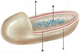Label the parts of the bacterium below.   