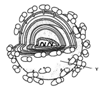 INTERPRETING GRAPHICS: The figure below represents the human immunodeficiency virus. Use the figure to answer the question that follows.   The structure labeled Y represents which of the following? F) capsid G) envelope H) RNA genome J) reverse transcriptase