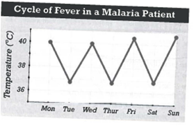INTERPRETING GRAPHICS: The graph below shows the cycle of fever in a malaria patient. Use the graph to answer the question that follows.   In this patient, how often does the cycle of fever repeat? A) every 12 h B) every 24 h C) every 48 h D) every 96 h
