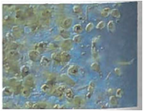 Interpreting Graphics A scientist found two different euglenoids. The scientist concluded that specimen a is exclusively heterotrophic but specimen b is not. Examine the images of the specimens below, and determine if the scientist is correct in his or her conclusions. (a)      (b)    