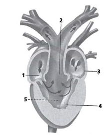 INTERPRETING GRAPHICS: The figure below shows a longitudinal section, dorsal view, of a frog heart. Use the figure below to answer question 4.   Identify the source of blood flow in the section of the heart labeled 1. F) the body G) the aorta H) the lungs J) both lungs and body<div style=padding-top: 35px> 