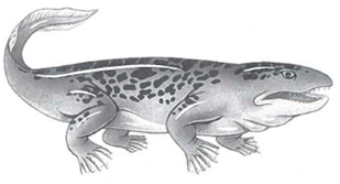 INTERPRETING GRAPHICS: The figure below shows an artist's rendering of Ichthyostega. Use the figure to answer the question that follows.   Ichthyostega is an early amphibian. Which of the following characteristics is most likely to help it live on land? F) fishlike tail G) seven-toed feet H) four strong limbs J) lateral-line canals on the head<div style=padding-top: 35px> 