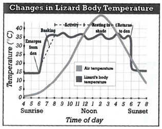 <strong>INTERPRETING GRAPIHCS: The graph below shows changes in air temperature and changes in the body temperature of a lizard. Use the graph below to answer the question that follows.   In order for the lizard to raise its internal temperature it must do which of the following?</strong> A) rest in the shade B) bask in sunshine C) increase its internal temperature through activity D) decrease its internal temperature through activity <div style=padding-top: 35px> 