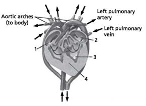 <strong>INTERPRETING GRAPIHCS: The illustration below shows a cross section of a turtle's heart. Use the illustration to answer the question that follows.   Which feature of a turtle's heart structure is different from that of a crocodile?</strong> A) l B) 2 C) 3 D) 4 <div style=padding-top: 35px> 