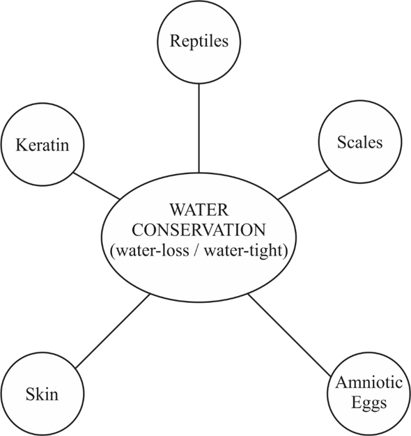 Amphibians required water for reproduction and therefore could not make a successful transition to the life on land. However, reptiles adapted to reproduce without the presence of water around. Reptiles evolved to produce amniotic eggs as an adaptation to life on land and became the first-ever successful terrestrial animals. Reptilian eggs are protected by a tough but porous shell and encased in a watery-sac called amniotic fluid, hence the name amniotic eggs. Amniotic eggs have 4 specialized membranes - amnion, yolk sac, allantois and chorion. Amnion is the thin membrane that encloses the fluid containing the floating embryo. Yolk sac encloses a fat-rich food supply called the yolk for the developing embryo. The nitrogenous waste produced by the embryo is contained inside the allantois. Allantois also allows gaseous exchange with the blood supplied to the egg. Chorion encloses all the above 3 membranes and provides safety to the developing embryo. Skin of the amphibians must be thin and moist to allow gaseous exchange. However, due to moist skin, the amphibians lose water by evaporation. To avoid water loss, the retles have evolved to have a thick, dry and scaly skin filled with keratin that makes the skin watertight. Tough skin helps in water conservation and prevents the animal against injury and infections. The concept map showing various adaptations of reptiles to life on land are as follows:   FIGURE : Concept map
