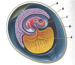 Interpreting Graphics The following diagram shows five parts of the amniotic egg, indicated by the letters A, B, C, D, and E. Name and identify the function of each part.  <div style=padding-top: 35px> 