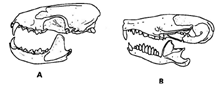 INTERPRETING GRAPHICS: The illustration below shows the skulls of two different mammals. Use the illustration to answer the question that follows. What can be inferred about these mammals? F) Mammal A has more fat than mammal B. G) Mammal A has more hair than mammal B. H) Mammal A eats more meat than mammal B. J) Mammal A eats more grass than mammal B.