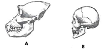 INTERPRETING GRAPHICS: The illustration below shows the skulls of two different mammals. Use the illustration to answer the question that follows. Which of the following accurately describes the differences between these skulls? F) Skull A has more teeth than skull B does. G) Skull A has more brain capacity than skull B does. H) Skull A is the skull of a primate, and skull B is not the skull of a primate. J) Skull A is the skull of an ape, and skull B is the skull of a human.