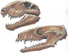 INTERPRETING GRAPHICS: Study the two skulls below. Which is more like a mammal skull? Justify your answer.