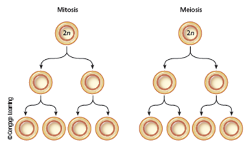 In the following diagram, designate each daughter cell as diploid (2 n ) or haploid ( n ).