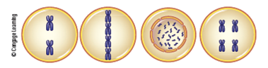 Match the phase of cell division with the following diagrams. In these cells, 2 n = 4.    a. anaphase of meiosis I b. interphase of mitosis c. metaphase of mitosis d. metaphase of meiosis I e. metaphase of meiosis II