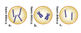 A cell (2 n = 4) has undergone cell division. Daughter cells have the following chromosome content. Has this cell undergone mitosis, meiosis I, or meiosis II?  