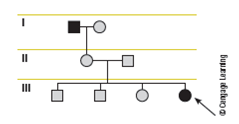 Using the pedigree provided, answer the following questions.   A) Is the proband male or female? B) Is the grandfather of the proband affected? C) How many siblings does the proband have, and where is he or she in the birth order?