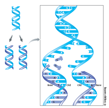 How does DNA replication occur in a precise manner to ensure that identical genetic information is put into the new chromatid? See Figures 3 and 4. FIGURE 3 In DNA replication, the two polynucleotide strands uncoil, and each is a template for synthesizing a new strand. A replicated DNA molecule contains one new strand and one old strand. This mechanism is called semiconservative replication.    FIGURE 4 A close-up look at the process of DNA replication. (a) As the strands uncoil, bases are added to the newly synthesized strand by complementary base pairing with bases in the template strand. The new bases are linked together by DNA polymerase. (b) DNA synthesis can proceed only in the 5' ? 3' direction; newly synthesized DNA on one template strand is made in short segments and linked together by the enzyme DNA ligase.    a) Each DNA strand has two ends: one with a 59 carbon, and one with a 39 carbon. DNA polymerase can add nucleotides only at the 39 carbon. In other words, DNA synthesis proceeds only in the 59 to 39 direction.    b) Because DNA synthesis proceeds only in the 5' to 3' direction, only one of the DNA strands can be assembled in a single piece. The other new DNA strand forms in short segments, which are called Okazaki fragments after the two scientists who discovered them. DNA ligase joins the fragments into a continuous strand of DNA.