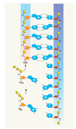 How does DNA replication occur in a precise manner to ensure that identical genetic information is put into the new chromatid? See Figures 3 and 4. FIGURE 3 In DNA replication, the two polynucleotide strands uncoil, and each is a template for synthesizing a new strand. A replicated DNA molecule contains one new strand and one old strand. This mechanism is called semiconservative replication.    FIGURE 4 A close-up look at the process of DNA replication. (a) As the strands uncoil, bases are added to the newly synthesized strand by complementary base pairing with bases in the template strand. The new bases are linked together by DNA polymerase. (b) DNA synthesis can proceed only in the 5' ? 3' direction; newly synthesized DNA on one template strand is made in short segments and linked together by the enzyme DNA ligase.    a) Each DNA strand has two ends: one with a 59 carbon, and one with a 39 carbon. DNA polymerase can add nucleotides only at the 39 carbon. In other words, DNA synthesis proceeds only in the 59 to 39 direction.    b) Because DNA synthesis proceeds only in the 5' to 3' direction, only one of the DNA strands can be assembled in a single piece. The other new DNA strand forms in short segments, which are called Okazaki fragments after the two scientists who discovered them. DNA ligase joins the fragments into a continuous strand of DNA.