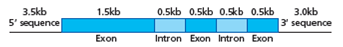 Determine the percent of the following gene that will code for the protein product. Gene length is measured in kilobases (kb) of DNA. Each kilobase is 1,000 bases long.  