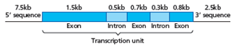 How many kilobases of the DNA strand below will code for the protein product?