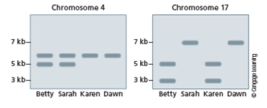 The following family has a history of inherited breast cancer. Betty (grandmother) does not carry the gene. Don, her husband, does. Don's mother and sister had breast cancer. One of Betty and Don's daughters (Sarah) has breast cancer; the other (Karen) does not. Sarah's daughters are in their 30s. Dawn, 33, has breast cancer; Debbie, 31, does not. Debbie is wondering if she will get the disease because she looks like her mother. Dawn is wondering if her 2-year-old daughter (Nicole) will get the disease. A) Draw a pedigree indicating affected individuals and identify all individuals. B) What is the most likely mode of inheritance of this trait? C) What are Don's genotype and phenotype? D) What is the genotype of the unaffected women (Betty and Karen)? E) A genetic marker has been found that maps very close to the gene. Given the following marker data for chromosomes 4 and 17, which chromosome does this gene map to?   F) Using the same genetic marker, Debbie and Nicole were tested. The results are shown in the following figure. Based on their genotypes, is either of them at increased risk for breast cancer?  