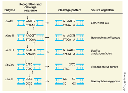 The following DNA sequence contains a six-base sequence that is a recognition and cutting site for a restriction enzyme. What is this sequence? Which enzyme will cut this sequence? (See Figure 1 for help.) 5' CCGAGGAAGCTTAC 39 3' GGCTCCTTCGAATG 59 FIGURE 1 Some restriction enzymes and their cutting sites ( arrows ).  