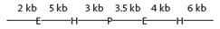 Assume restriction-enzyme sites as follows: E = Eco RI, H = Hin dIII, and P = Pst I. What size bands (in kilobases) would be present when the DNA shown below is cut with: A) Eco RI B) Hin dIII and Pst I C) all three enzymes