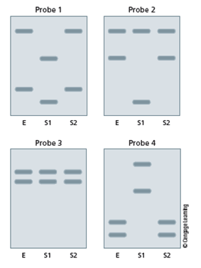 A crime is committed, and the only piece of evidence the police are able to gather is a small bloodstain. The forensic scientist at the crime lab is able to: ? extract DNA from the blood, ? cut the DNA with a restriction enzyme, ? separate the fragments by electrophoresis, and ? transfer the DNA from a gel to a membrane and probe with radioactive DNA. Probe 1 is used to visualize the pattern of bands. The forensic scientist compares the band pattern in the evidence (E) with the patterns from the suspects (S1, S2). The first probe is removed, the membrane is hybridized using another probe (Probe 2), and the band patterns are compared. This process is repeated for Probe 3 and Probe 4. A) Based on the results of this testing, can either of the suspects be excluded as the one who committed the crime? B) If so, which one? Why? C) Is the pattern from the evidence consistent with the band pattern of one of the suspects? Which one?  
