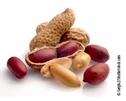 Peanut Allergies Are Increasing Allergy to peanuts is one of the most serious food sensitivities and is a growing health concern in the United States. Hypersensitivity to peanuts can provoke a systemic anaphylactic reaction in which the bronchial tubes constrict, closing the airways. Fluids pass from the tissues into the lungs, making breathing difficult. Blood vessels dilate, causing blood pressure to drop, and plasma escapes into the tissues, causing shock. Heart arrhythmias and cardiac shock can develop and cause death within 1 to 2 minutes after the onset of symptoms. About 30,000 cases of food-induced anaphylactic reactions are seen in emergency rooms each year, with 200 fatalities. About 80% of all cases are caused by allergies to peanuts or other nuts. Peanut-sensitive individuals must avoid ingesting peanuts and be trained to recognize the symptoms of anaphylactic reactions. In spite of precautions, accidental exposures caused by use of cooking pans previously used to cook food with peanuts or the inhalation of peanut dust on airplanes have been reported to cause anaphylactic reactions. Many peanut-sensitive people carry doses of self-injectable epinephrine (EpiPen Autoinjectors and similar products) to stop anaphylaxis in case they are exposed to peanuts. A 2008 survey reveals an alarming increase in peanut allergies. In 1997, about 0.4% of children were allergic to peanuts. In 2008, that number had risen to 1.4%, more than triple the levels from 1997. Surveys indicate that about 3 million people in the United States (about 1.1% of the population) are allergic to peanuts, tree nuts, or both. The hypersensitive reaction to one of three allergenic peanut proteins is mediated by IgE antibodies. Within 1 to 15 minutes of exposure, the IgE antibodies activate mast cells. The stimulated mast cells release large amounts of histamines and chemotactic factors, which attract other white blood cells as part of the inflammatory response. In addition, the mast cells release prostaglandins and other chemicals that trigger an anaphylactic reaction. What is causing the increase in peanut allergies is unclear. Genetics obviously plays some part, but environmental factors also appear to play a major role. For example, peanut allergies are extremely rare in China, but children of Chinese immigrants have about the same frequency of peanut allergies as children of native-born Americans, pointing to the involvement of environmental factors. One proposal is that as peanuts have become a major part of the diet in the United States-especially in foods advertised to provide quick energy-exposure of newborns and young children (1 to 2 years of age) to peanuts is now more common. This exposure occurs through breast milk, peanut butter, and other foods. The immune system in newborns is immature and develops over the first few years of life. As a result, food allergies are more likely to develop during the first few years. In the absence of conclusive information, it is recommended that mothers avoid eating peanuts and peanut products during pregnancy and while they are nursing and that children not be exposed to peanuts or other nuts for the first 3 years of life.    One treatment for peanut allergies is to give an allergic child increasing doses of the peanut allergen proteins, starting at a very low level and progressing to higher concentrations, stopping if any reaction occurs. Such treatments are usually successful, but at least one death has been reported. Would you agree to treat your allergic child this way? What are the risk-benefit considerations?