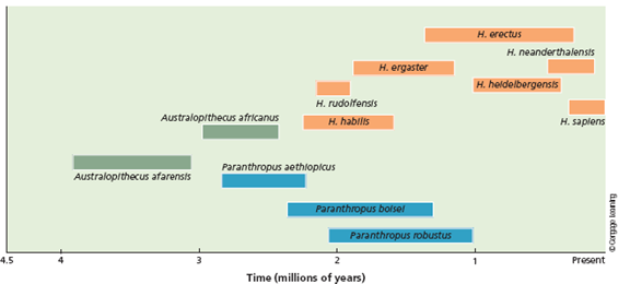 The Denisovan genome contains sequences that originated from an unknown human species. Using Figure 1, speculate on which species this might be. Is it possible that there are other ancestral species that may remain to be discovered that would change the phylogeny presented in the figure? FIGURE 1 Estimates for the dates of origin and extinction for the three main groups of hominins ( green , blue , and orange ). The australopithecines split into two groups about 2.7 million years ago. One of those groups, the genus Homo , contains the ancestors to our species, H. sapiens.  <div style=padding-top: 35px> 