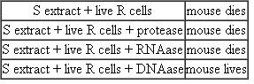 Read the following experiment and interpret the results to form your conclusion. Experimental data: S bacteria were heat killed and cell extracts were isolated. The extracts contained cellular components, including lipids, proteins, DNA, and RNA. The extracts were mixed with live R bacteria and then injected together into mice along with various enzymes (proteases, RNAses, and DNAses). Proteases degrade proteins, RNAses degrade RNA, and DNAses degrade DNA. Based on these results, what is the transforming principle